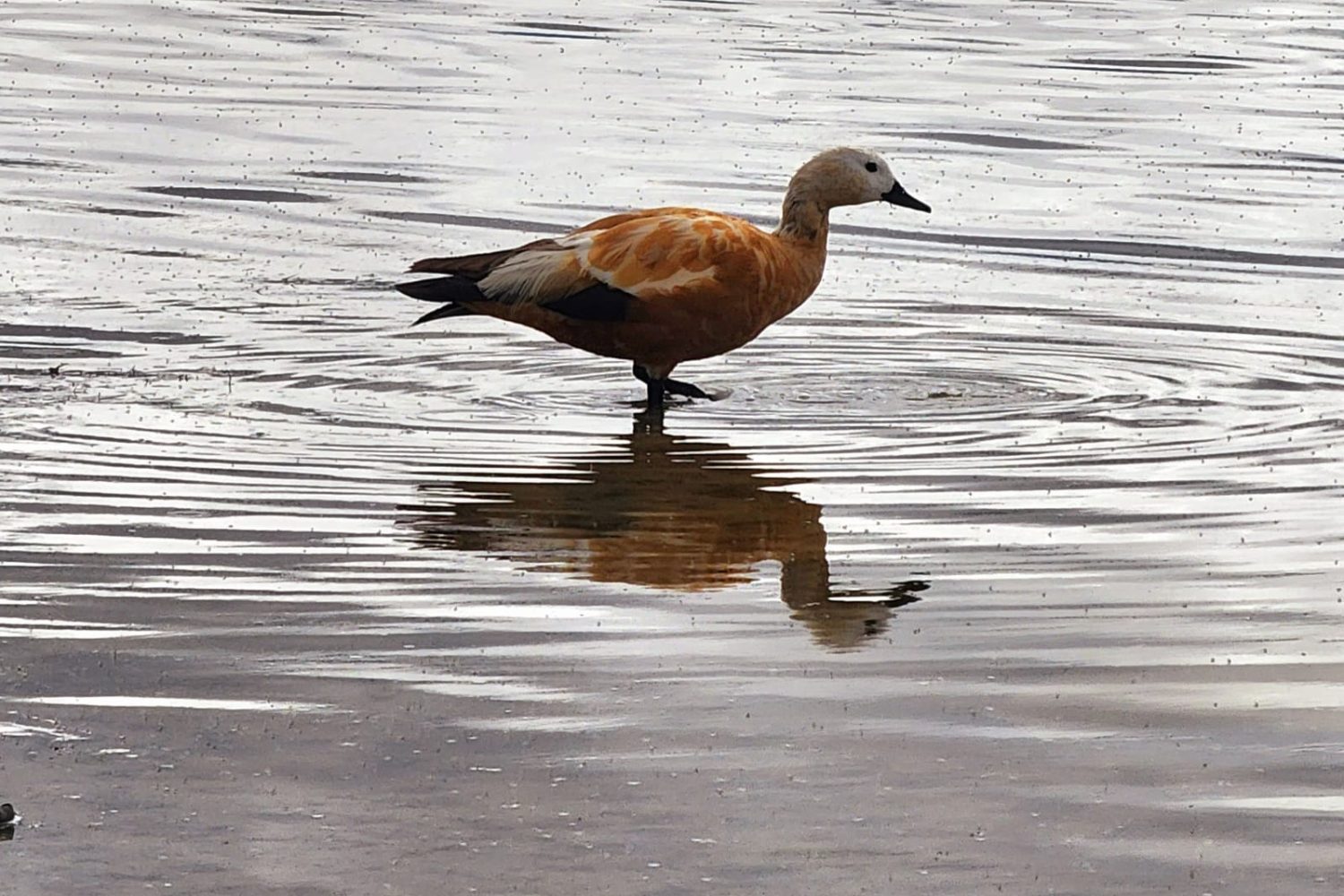 duck in Manasarovar lake