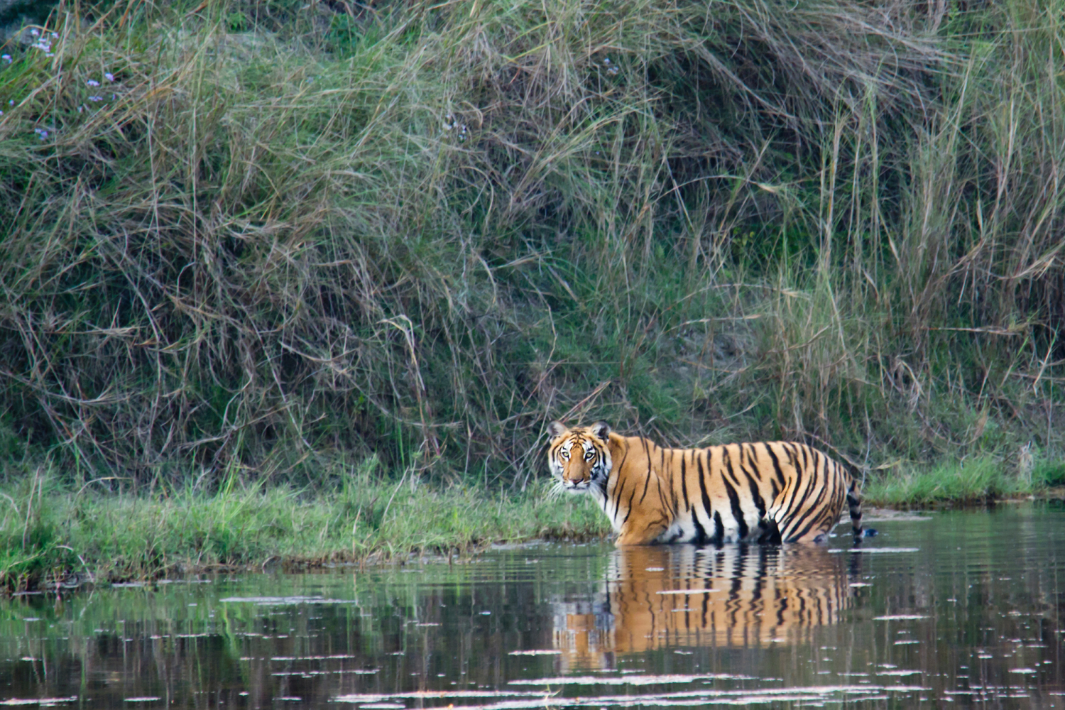 chitwan jungle safari