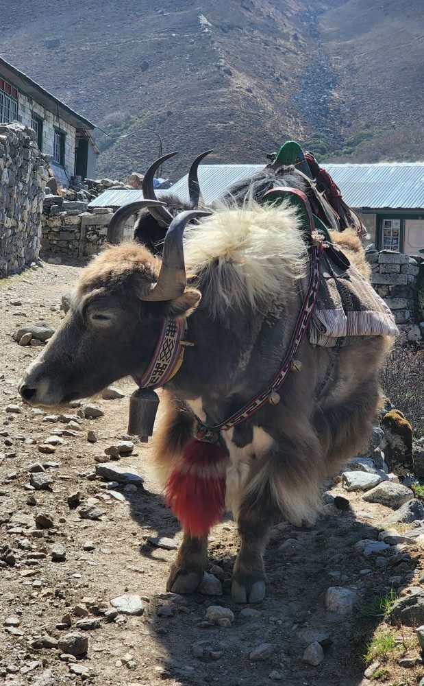 Yak-on-ebc-trek